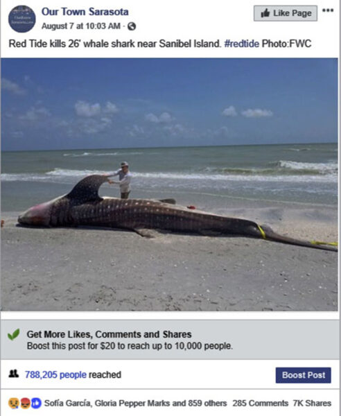 Sarrasota red tide whale