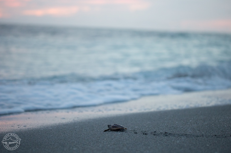 Our Town Sarasota - Season Total Sea Turtles 2023