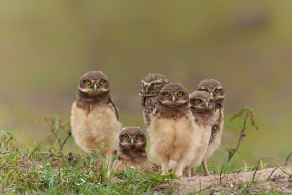 Our Town Sarasota - Big Waters Saving Coastal Owls