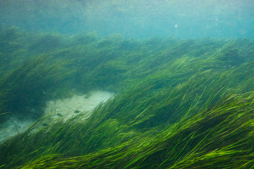 Our Town Sarasota - Motes Seagrass Initiative
