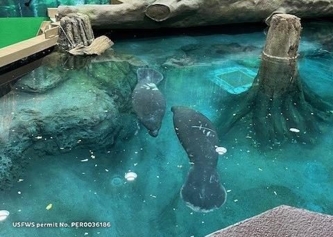 Our Town Sarasota - Three New Manatees: Bishop MSN