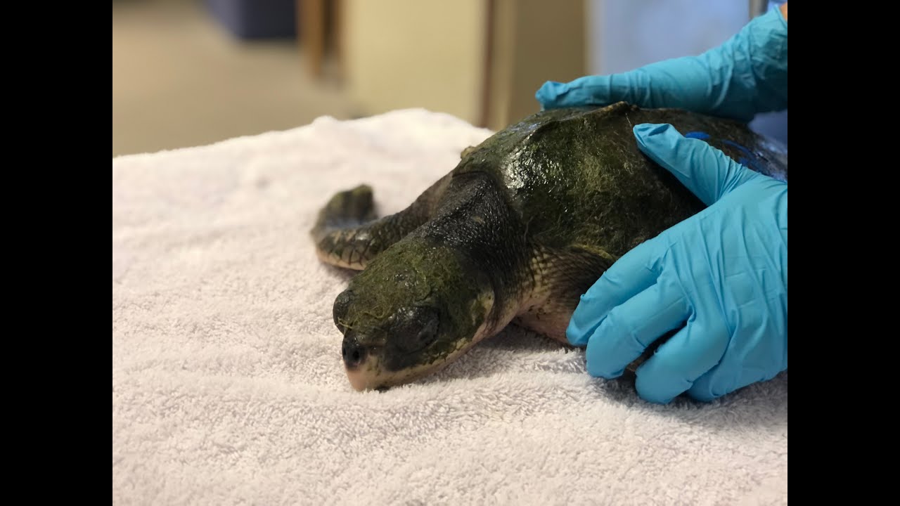 Our Town Sarasota - Cold Endangers Sea Turtles, Mote to the rescue