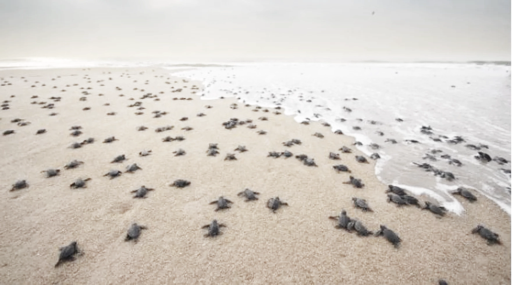 Our Town Sarasota - Historic Turtle Nesting 2025